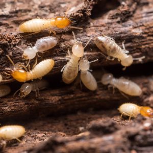 Termite Inspection